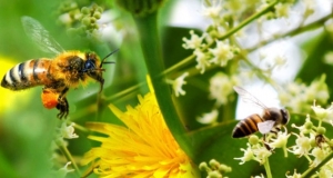 මීමැස්සන් වදවී යන පෙර නිමිති