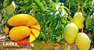 වව්නියාවේ ගොවීන්ට ටොම් ඊ.ජේ.සී අඹ පැළ