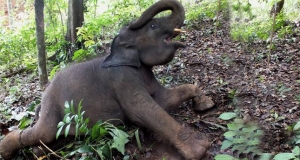 අලි හොරු ජනාධිපතිවරණ ව්‍යාපාරයේ- බලධාරීන්ගෙන් උල්පන්දම්