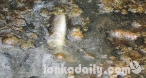 ජනපතිතුමනි, කැළණි ගඟ විතරක් නෙවෙයි දැදුරු ඔයත් විනාශයි