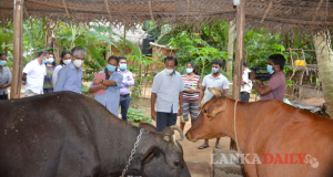 කිරිගව වෛරස් රෝගය පාලනයට පියවර