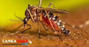 දෛනික ඩෙංගු රෝගීන් 335ක් දක්වා ඉහළට