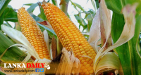 ආනයනික බඩඉරිඟු බද්ද ඉහළට