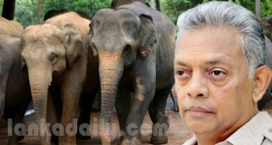 අලි හොරු රකින ලොක්කාට වන ජීවි අධ්‍යක්ෂකගෙන් කණේ පාරක්