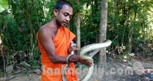 අලි හොරු ගැන කතා කිරිම බෞද්ධ සංස්කෘතිය විනාශ කරණ කුමන්ත්‍රණයක්ද...? - වෑකඳවල රාහුල හිමි