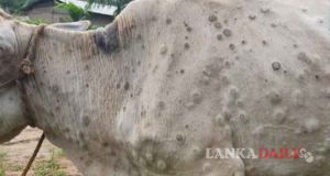 හදුනානොගත් ගව වෛරසයට ගොදුරු වූ ගවයින් 7500 ඉක්මවයි !   