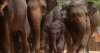 වනජීවීයේ අලි හොරු බැඳ දමන්න