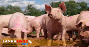  වෛරසය වැලඳී මියයන ඌරන්ගේ මස් අනුභව කරන්න එපා - පශූ වෛද්‍ය සංගමය