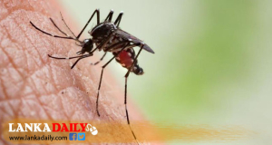 මාරාන්තික ඩෙංගු මදුරුවෝ රට පුරා .අධි අවදානම් කලාප 45ක්. ආසාදිතයන් 72,840ක්