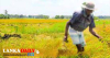 ගංවතුරෙන් සිදු වූ වගා හානියන්ට වන්දි ගණනය ඇරඹේ !