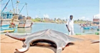 පේදුරුතුඩුවේ යෝධ මඩු මාළුවෙක්
