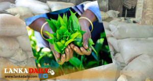 කැලණි ගං මිටියාවතේ තේ ගබඩා 30ක් ගංවතුරෙන් විනාශවෙයි