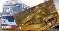 ගැරඩ්යෙකු බසයට නගී - මගීන් කෑ මොරදී බසයේ වහල මත එල්ලේයි