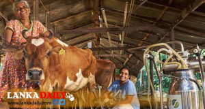 2020 කිරිපිටි ආනයනය සීමාකිරීමෙන් රු.බිලියන 50 ක ඉතිරියක්