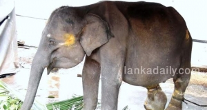 ගතවූ වසරේ නීතියේ රැහැනට හසුවූ  අලි හොරුන්ට- හොර අලි පැටවුන්ට මොකද වුණේ ?