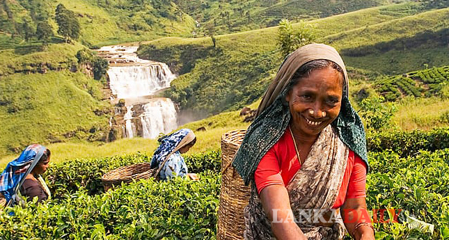 කුඩා තේ වතු හිමියන්ට අතිරේක පොහොර සහනාධාරයක්