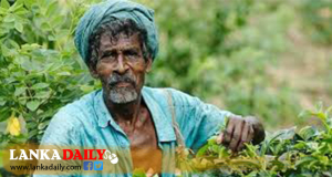 මෙවර අයවැයෙන් වතු කම්කරු වැටුප ඉහළට දමයි ද ?