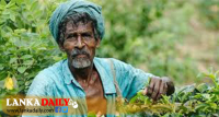 මෙවර අයවැයෙන් වතු කම්කරු වැටුප ඉහළට දමයි ද ?
