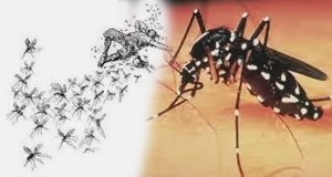 ඩෙංගු රෝගීන් ගේ වර්ධනයක්