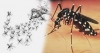 ඩෙංගු රෝගීන් ගේ වර්ධනයක්