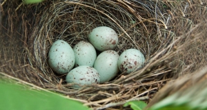 මුහුදු කුරුල්ලන්ගේ බිත්තර ජාවාරමක් හෙළිවේ
