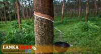 රට පුරා රබර් ව්‍යාප්තියට සූදානමක්