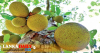 ලෝක කොස් දිනය අදයි
