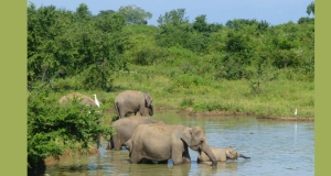 මඩේ එරුණ අලි පැටියාගේ වලිගය කපාගෙන ගිහින්
