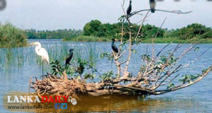 මුතුරාජවෙළ සංරක්ෂණයට මිලියන 100ක් වෙන් කෙරේ !