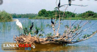 මුතුරාජවෙළ සංරක්ෂණයට මිලියන 100ක් වෙන් කෙරේ !