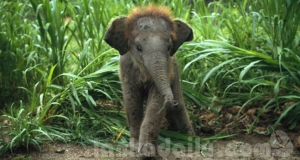 ගෝඨාභය අලි පැටවුන් භාරදෙයි