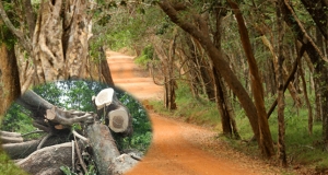 වන ජිවී නිලධාරින්ට පහර දුන් අය රිමාන්ඩ්
