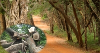 වන ජිවී නිලධාරින්ට පහර දුන් අය රිමාන්ඩ්