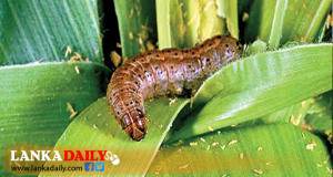 සේනා යළි හිස ඔසවයි - පාලනයට වහා පියවර ගන්නැයි ඇමති අමරවීර ගෙන් උපදෙස්