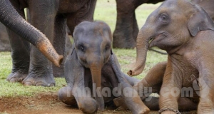 අලි පොත විකෘති කරලා