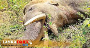 ඇතා ඝාතකයින් සොයන්න තවත් පාර්ශව දෙකක් විසින් පරීක්ෂණ