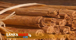 ලංකාවේ කුරුඳු වලට ලෝක වෙළඳ පොලේ විශාල ඉල්ලුමක්