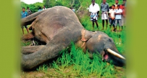 දළ ඇතා මැරු සැකකරු වස ශරීරගත වී රෝහලේ