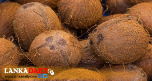 රටින් පොල් නොගෙනාවොත් පොල් ගෙඩිය රු.300 කට
