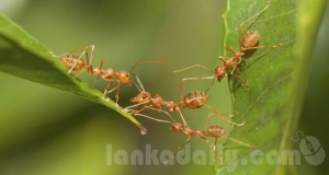 හෙට ප්‍රමාද වැඩි වූවා විය හැක - රංජිත් හේනායකආරච්චි