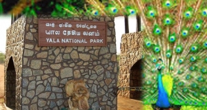 යාල අද සිට මාසයක්‌ සංචාරකයන්ට වැසේ