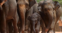 කැලෙන් අල්ලාගත් අලි පැටවුන් 14 ක් නීති විරෝධීව ලියාපදිංචි කර ඇත
