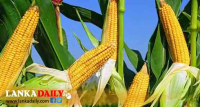 බඩ ඉරිඟු අස්වැන්නෙන් රට ස්වයංපෝෂිත කිරීමේ වැඩපිළිවෙළකට පියවර