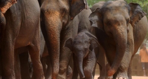 වනජීවි ඇමතිට, අධ්‍යක්ෂට නොතීසි!