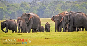 අගෝස්තු 19 සහ 20 යන දිනවල වන අලි සංගණනයක්