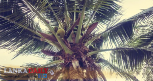 පොල් හිඟයට හේතුව සොයා ගනී   