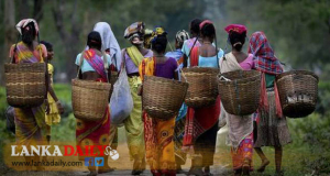 වතු සේවකයියන්ට රු.1000 ලබා නොදෙන වතු සමාගම්වලට වැඩ වැරදි !