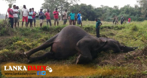 සෝමාවතී රක්ෂිතයේ සිදුවන අලි ඝාතන ගැන සොයන්න විමර්ෂණ අරඹයි !
