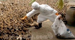 කුරුලූ උණ භීතිය ගැන සෞඛ්‍ය අංශවල අවධානය
