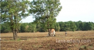 යුධ හමුදාව හා බ‍්‍රවුන්ස් සමාගම එක් වී කන්දකාඩු වනාන්තරය වනසයි